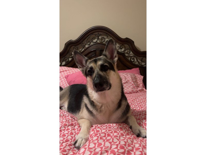 Pet Photo