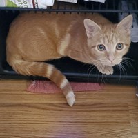 Lost Pet Image