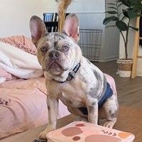 Lost Pet Image