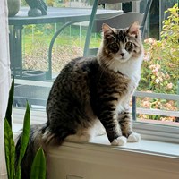 Lost Pet Image