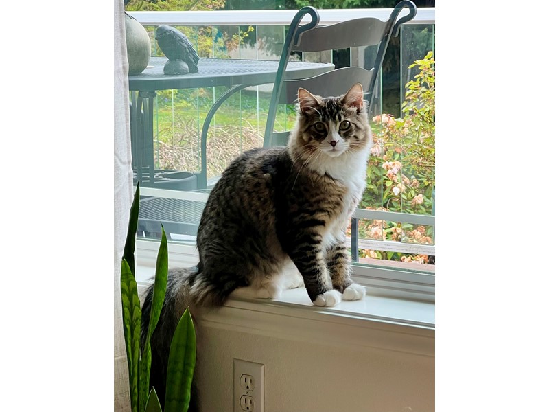 Pet Photo