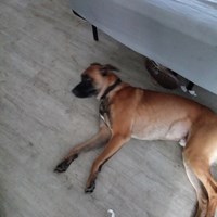Lost Pet Image