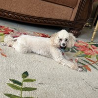 Lost Pet Image