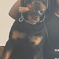Lost Pet Image
