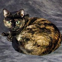 Lost Pet Image