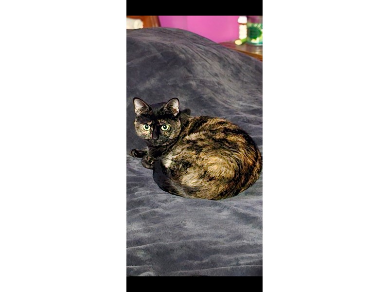 Pet Photo
