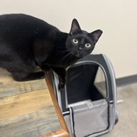 Lost Pet Image