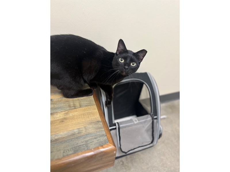 Pet Photo