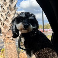 Lost Pet Image