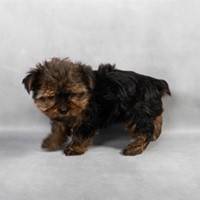 Lost Pet Image