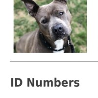 Lost Pet Image