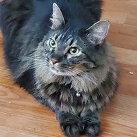 Lost Pet Image