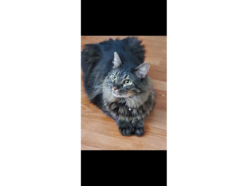 Pet Photo