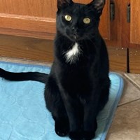 Lost Pet Image