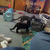 Lost Pet Image