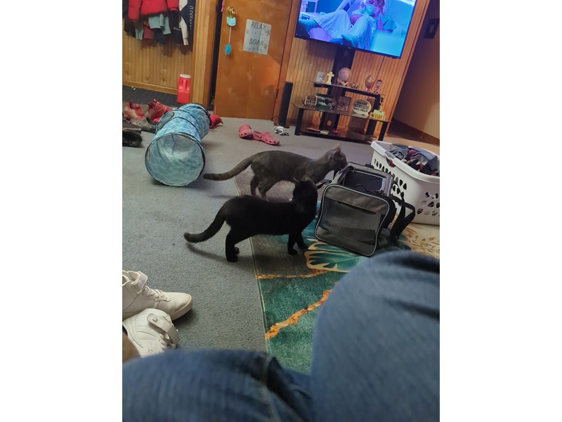 Pet Photo