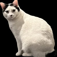 Lost Pet Image