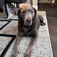 Lost Pet Image