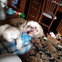 Lost Pet Image