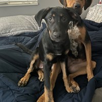 Lost Pet Image
