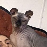 Lost Pet Image