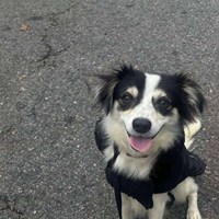 Lost Pet Image