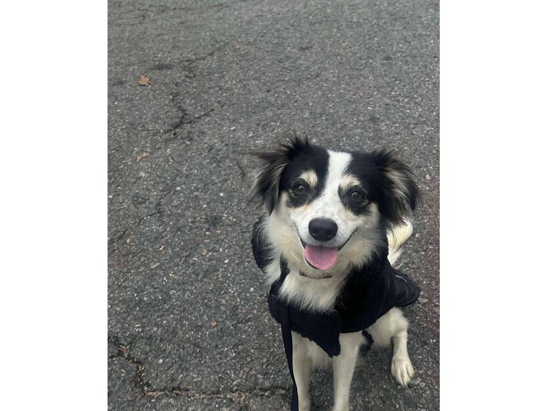 Pet Photo