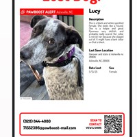 Lost Pet Image