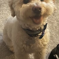 Lost Pet Image