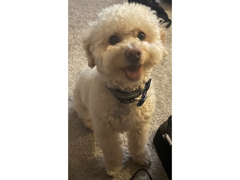 Pet Photo