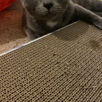 Lost Pet Image