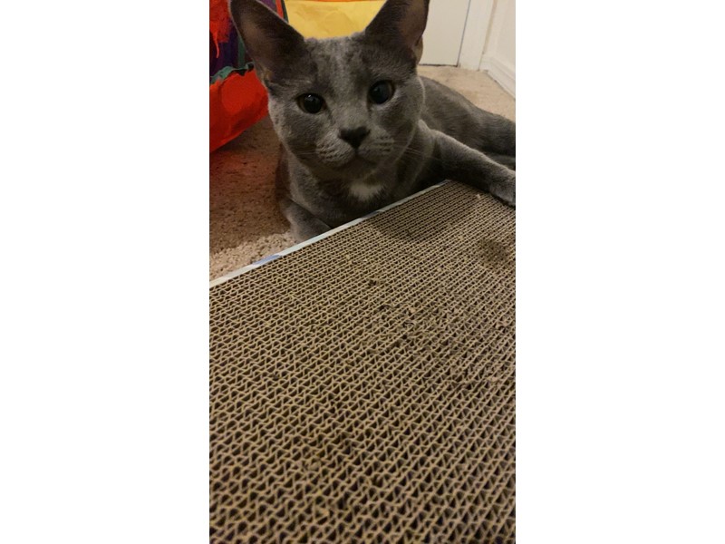 Pet Photo