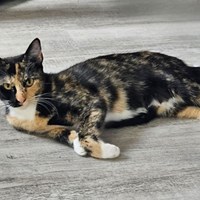 Lost Pet Image