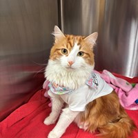Lost Pet Image