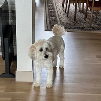 Lost Pet Image
