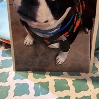 Lost Pet Image
