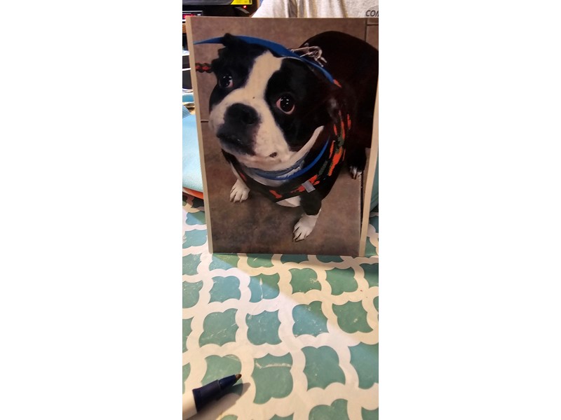 Pet Photo