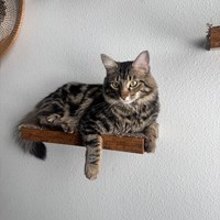 Lost Pet Image