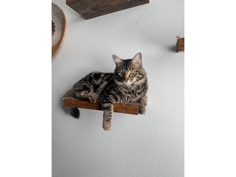 Pet Photo