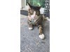 Lost Pet Image