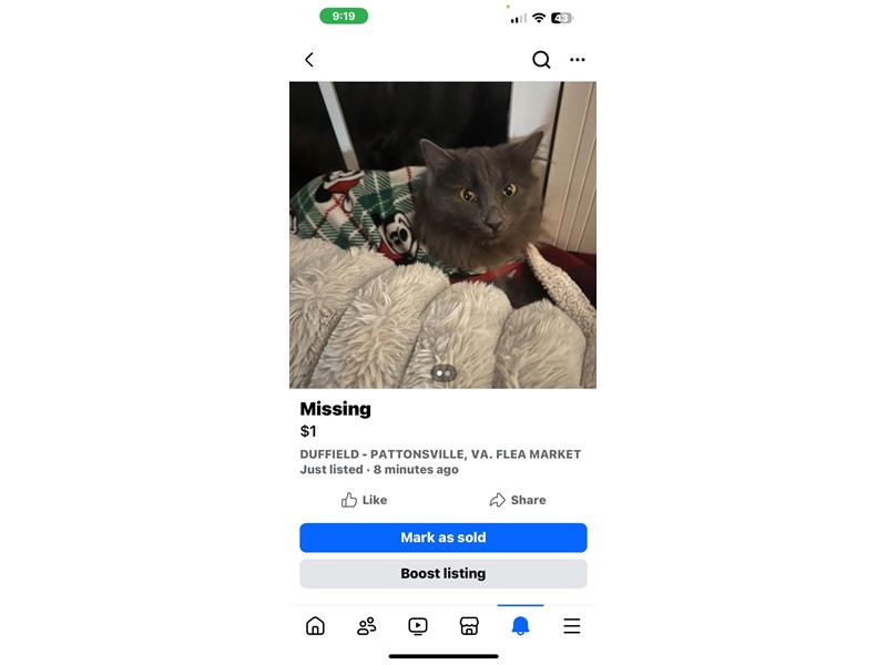 Pet Photo
