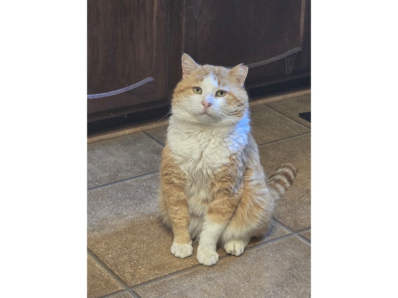 Pet Photo