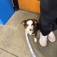 Lost Pet Image