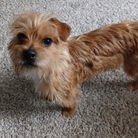 Lost Pet Image