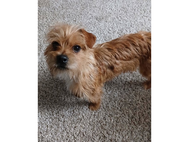 Pet Photo