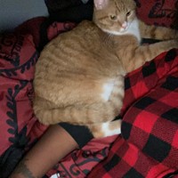 Lost Pet Image