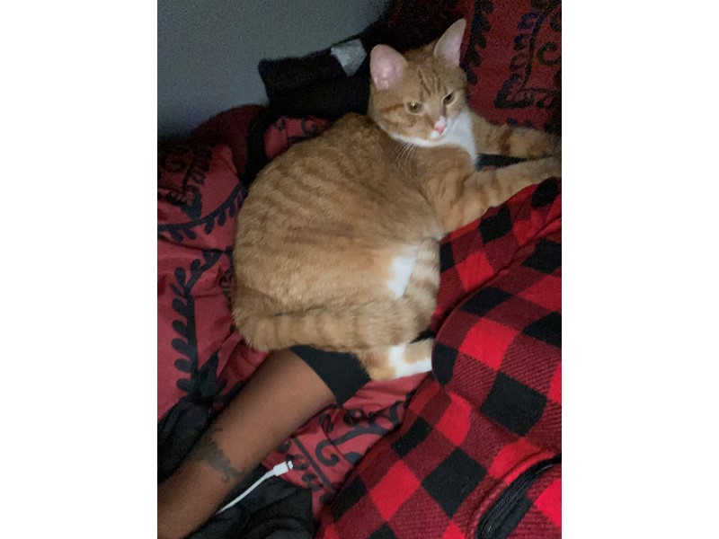 Pet Photo