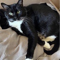 Lost Pet Image