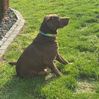 Lost Pet Image