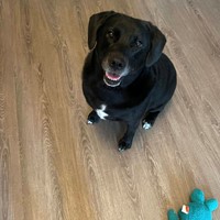 Lost Pet Image